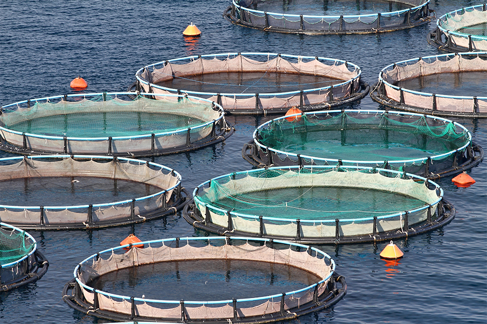 Aquaculture